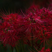 夏の終わり、お彼岸の時期に咲く花「彼岸花」の写真
