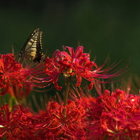 曼珠沙華の蜜を吸うアゲハ蝶が止まる秋の花の写真