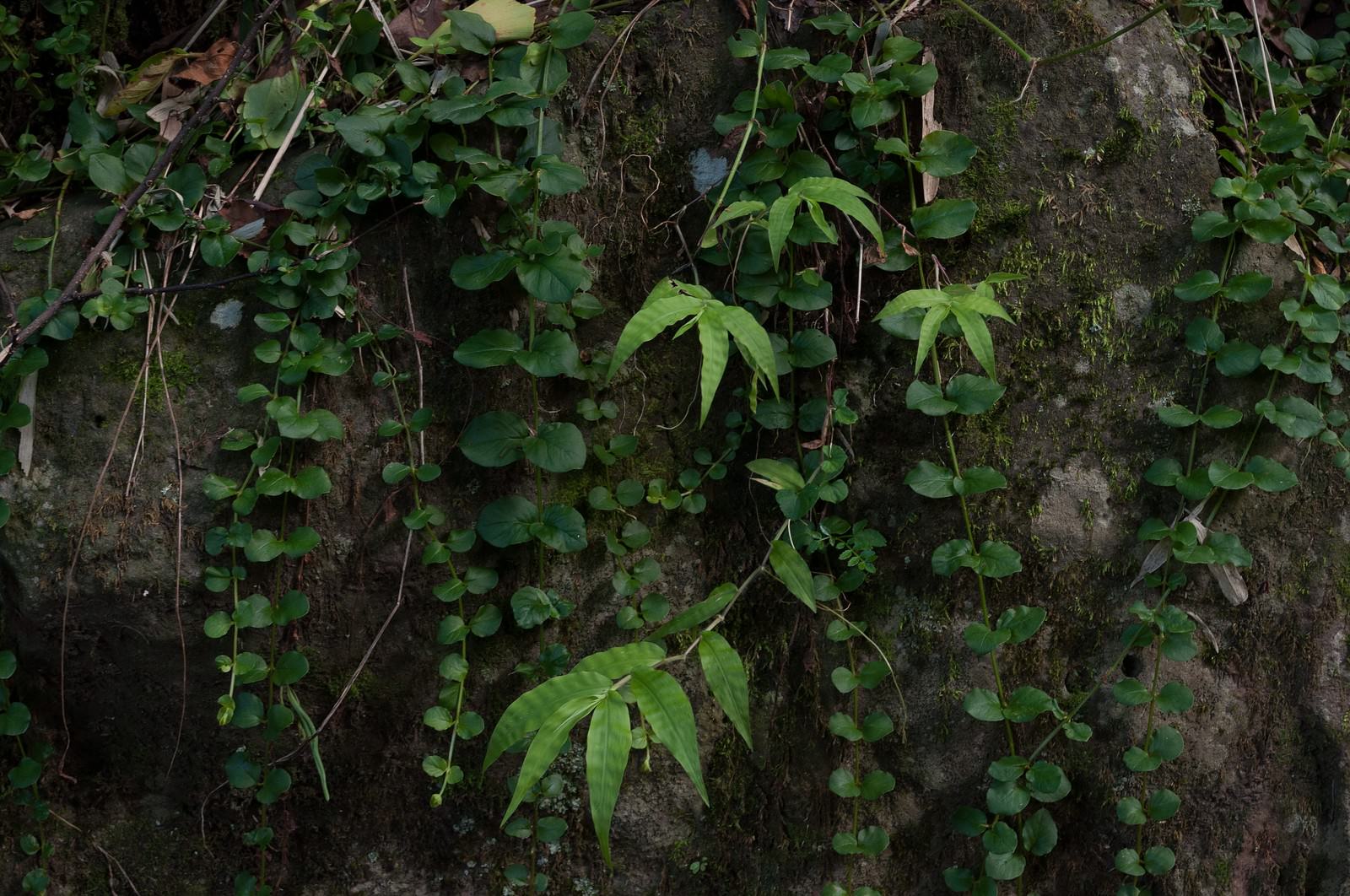 苔が生えた石壁に蔦が密生する暗い日陰の風景