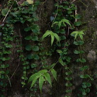 苔むした石壁に絡みつく蔦と不気味な日陰の湿った暗い背景の写真