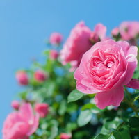 青空を背景にアーチ状に広がるつるバラのピンクの花の写真