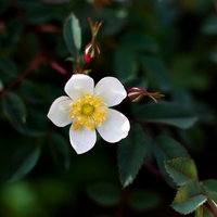 緑の葉の間から覗く小さな白い花のクローズアップの写真