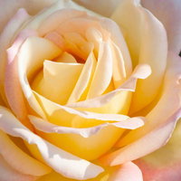 花びらが幾重にも重なった赤い大輪のバラの正面アップの写真