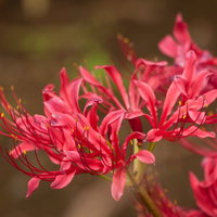 ピンク色のリコリスの花のマクロ撮影、細い茎から放射状に広がる花弁の写真