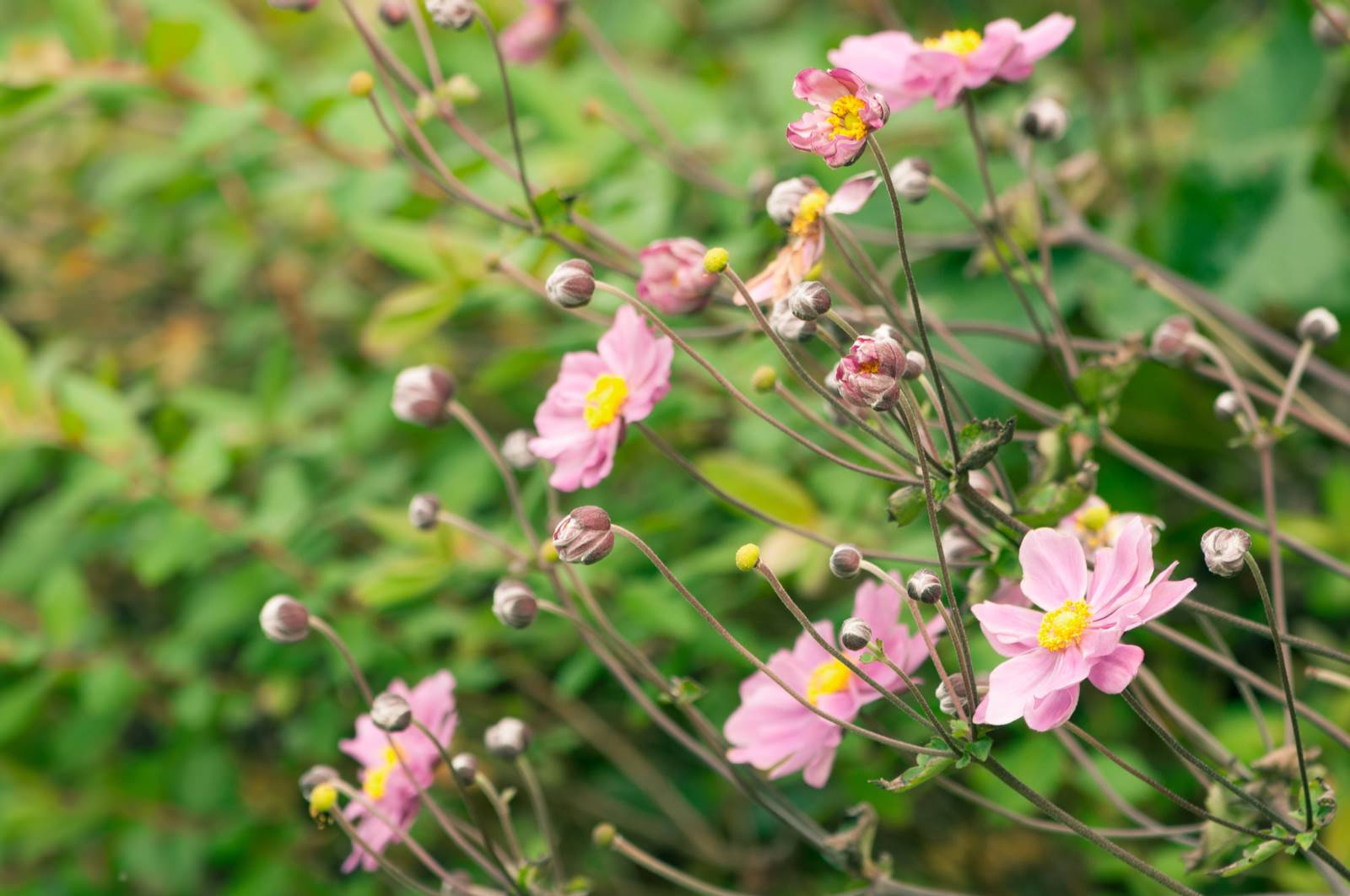 ピンク色のシュウメイギクが咲き、つぼみが並ぶ秋の花