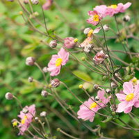 ピンク色のシュウメイギクが咲く秋の花の写真