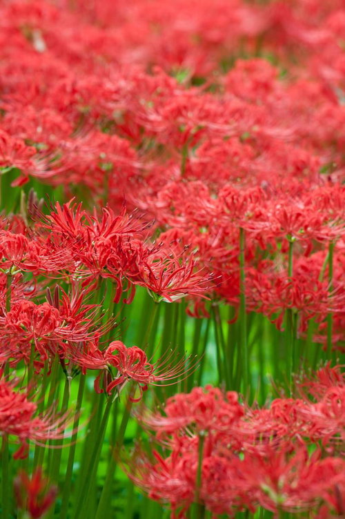 咲き並ぶ曼珠沙華の群生