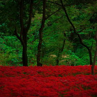 彼岸花で埋め尽くされた巾着田の群生地。秋の絶景スポットの写真