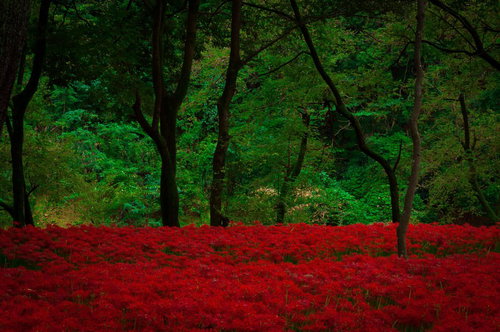 彼岸花で埋め尽くされた巾着田の群生地。秋の絶景スポット