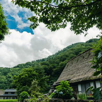 木陰から見上げる菅沼集落の五箇山合掌造りの写真