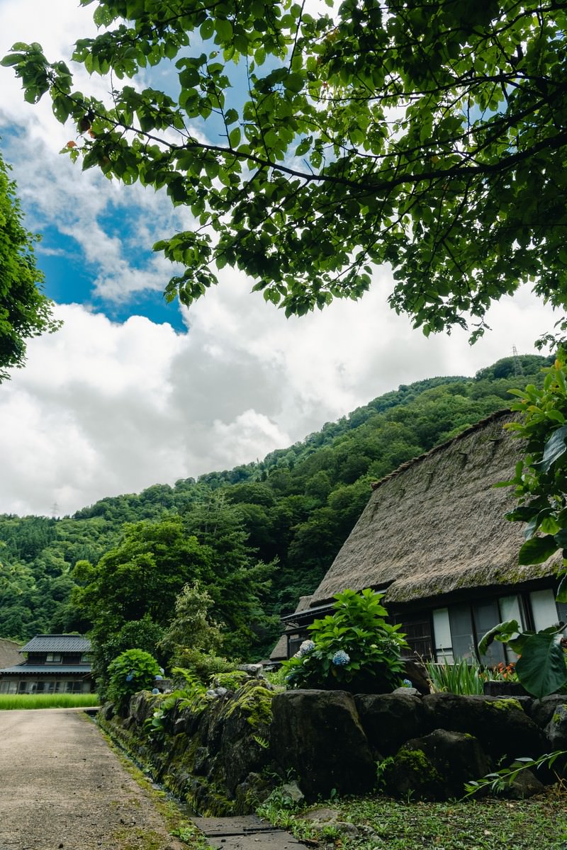 木陰から見上げる菅沼集落の茅葺屋根の合掌造り建物と青空