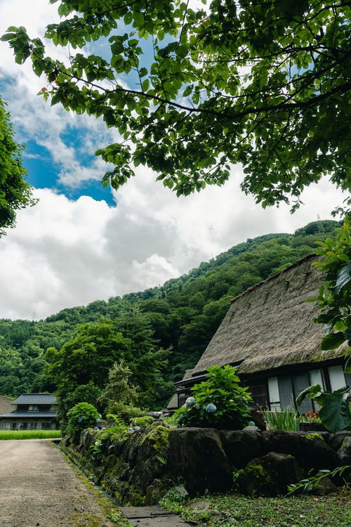 木陰から見上げる菅沼集落の五箇山合掌造り