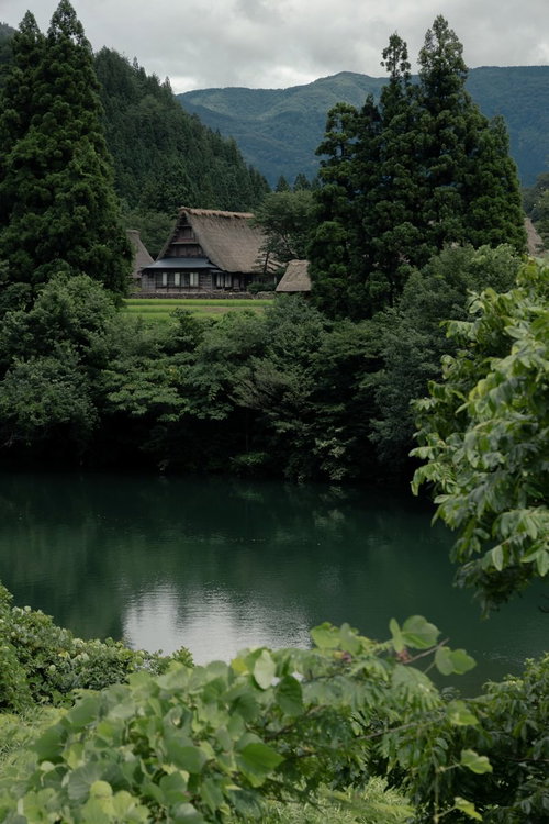 川端の木々の間から見る菅沼集落の合掌造り