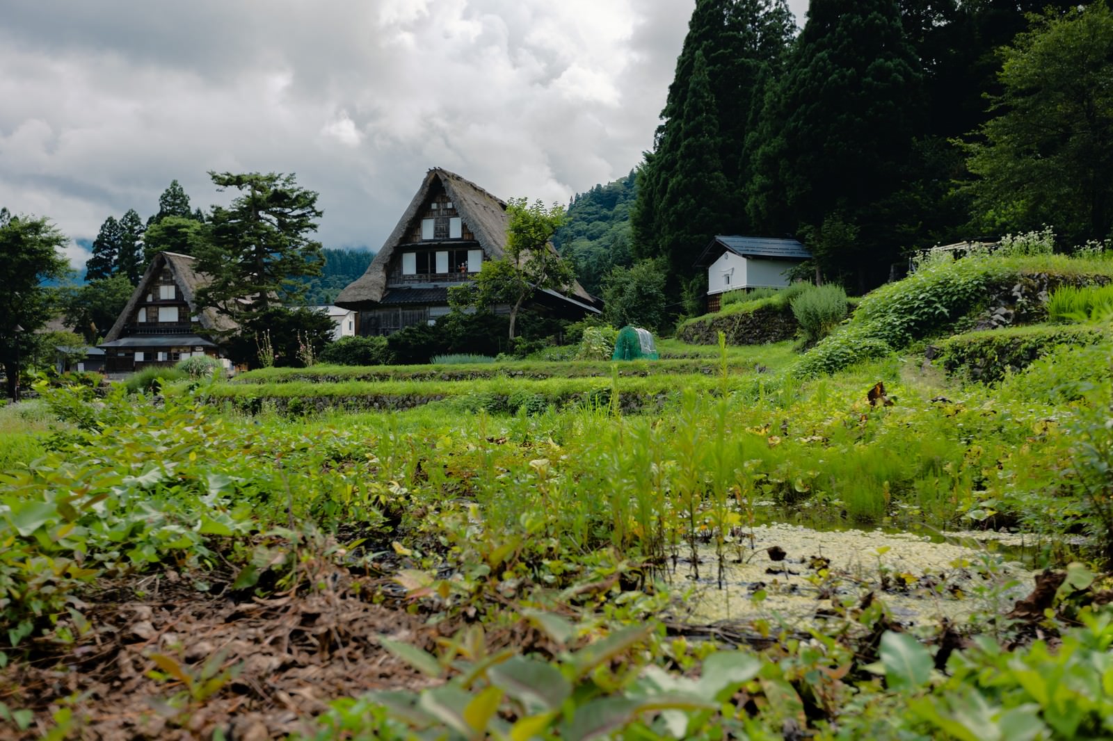 畦道越しに見る相倉集落の合掌造り家屋と緑の田畑