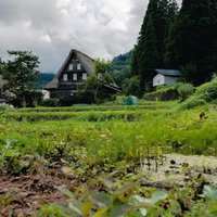 畦道越しの相倉集落の合掌造り集落の農村風景の写真