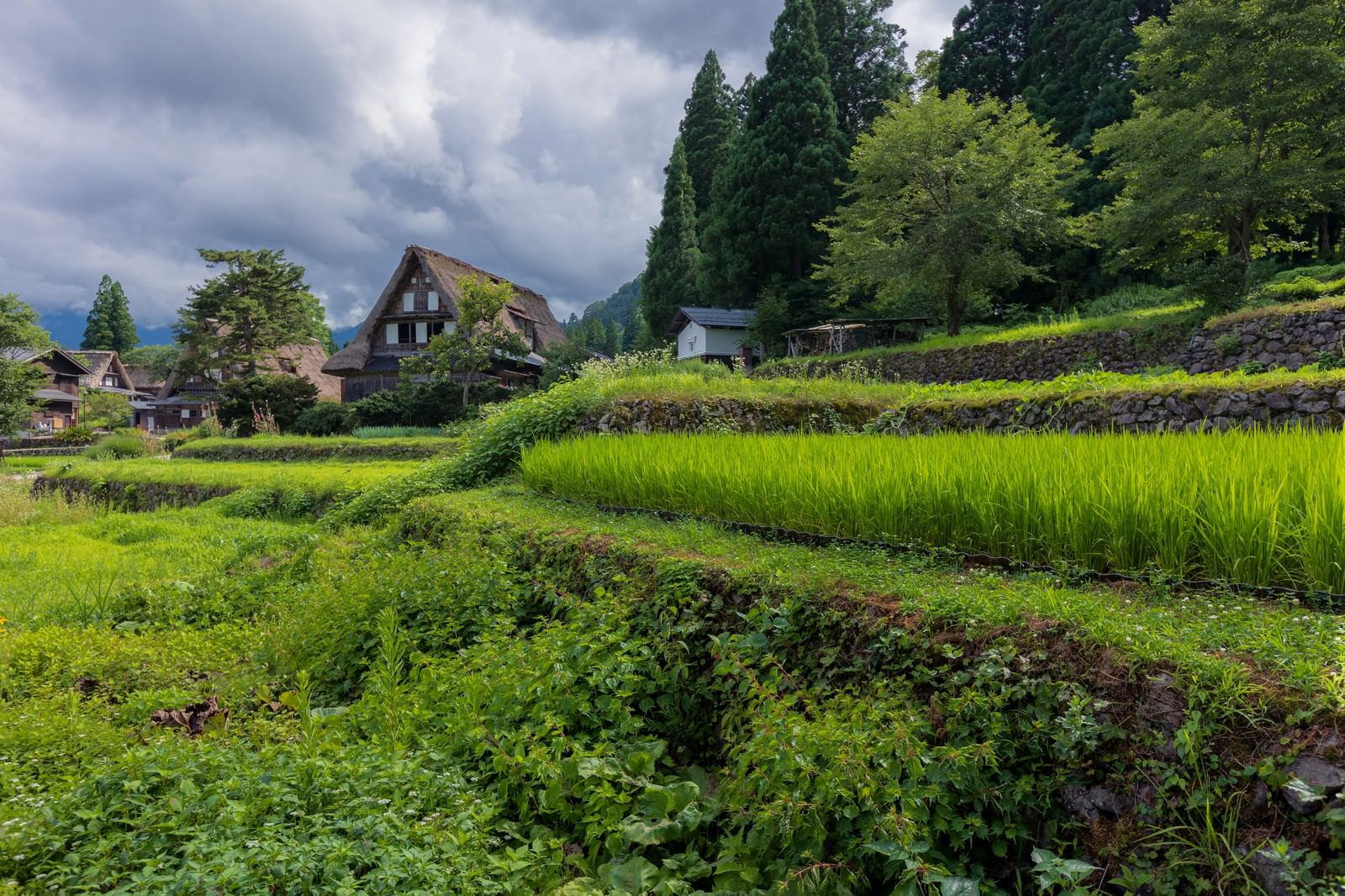 緑の棚田の奥に茅葺屋根の合掌造り建物が見える五箇山相倉集落の風景