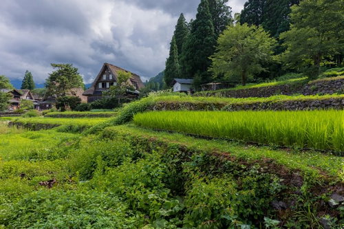 段状に連なる田畑の奥に見える五箇山合掌造り集落