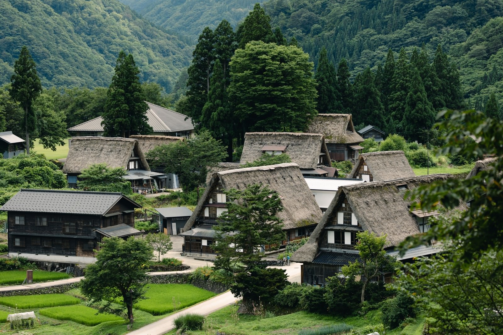 緑豊かな山間の谷間に点在する茅葺屋根の合掌造り家屋群