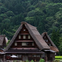 緑の山麓に佇む合掌造りの菅沼集落、五箇山の伝統的集落風景の写真