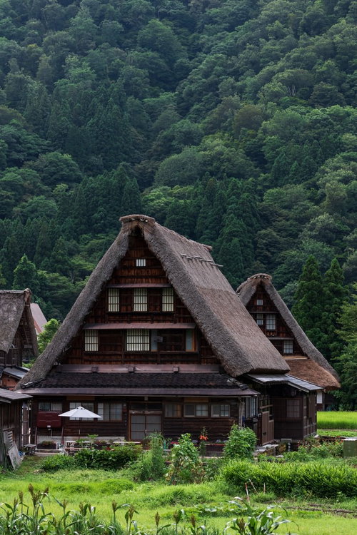 緑の山麓に佇む合掌造りの菅沼集落、五箇山の伝統的集落風景