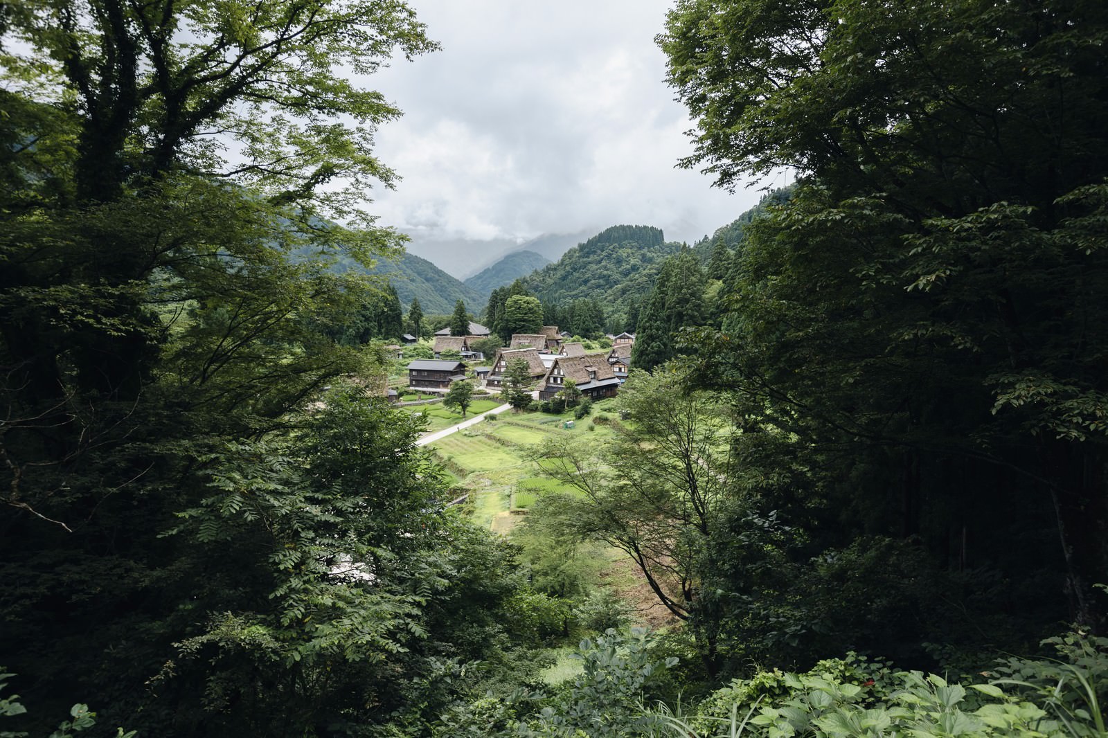 緑の木々の間から見える茅葺屋根の合掌造り家屋が点在する五箇山合掌造り集落