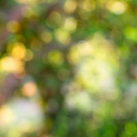 新緑の木々を透す木漏れ日のテクスチャーの写真