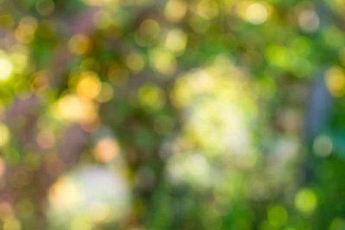 新緑の木々を透す木漏れ日のテクスチャー