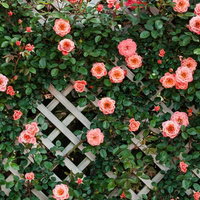 トレリスに咲くつるバラの花々 ガーデニングの写真