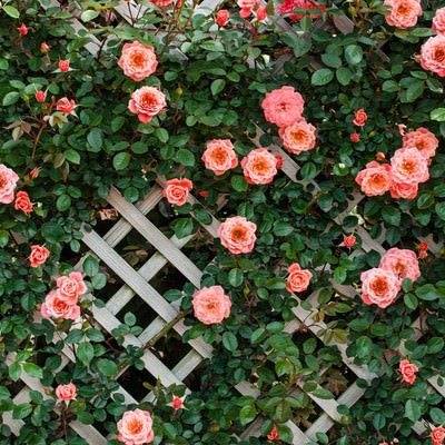 トレリスに咲くつるバラの花々 ガーデニングの写真