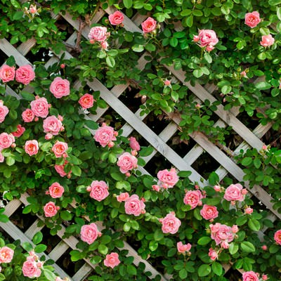 ピンク色のつるバラがラティスに咲き誇る庭園の写真
