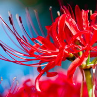 鮮やかな赤（彼岸花）のクローズアップの写真