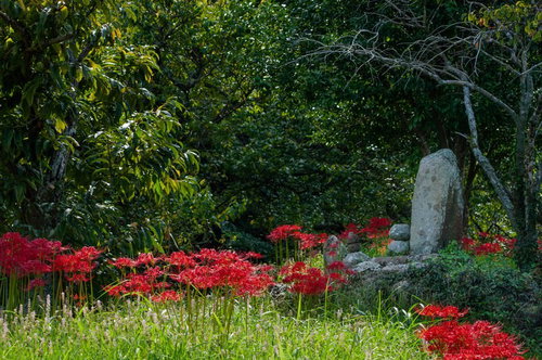 ひそやかに見守る赤い彼岸花と石灯籠のある秋の庭園