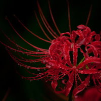 闇に浮かぶ彼岸花の群生|秋の赤い花が夜闇に映えるの写真