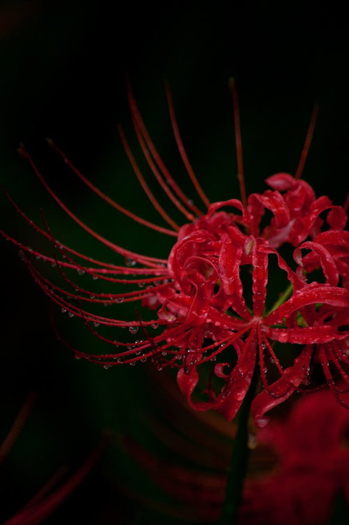闇に浮かぶ彼岸花の群生|秋の赤い花が夜闇に映える