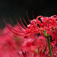 雨に濡れる彼岸花の赤い花弁と水滴がきらめく秋の情景の写真
