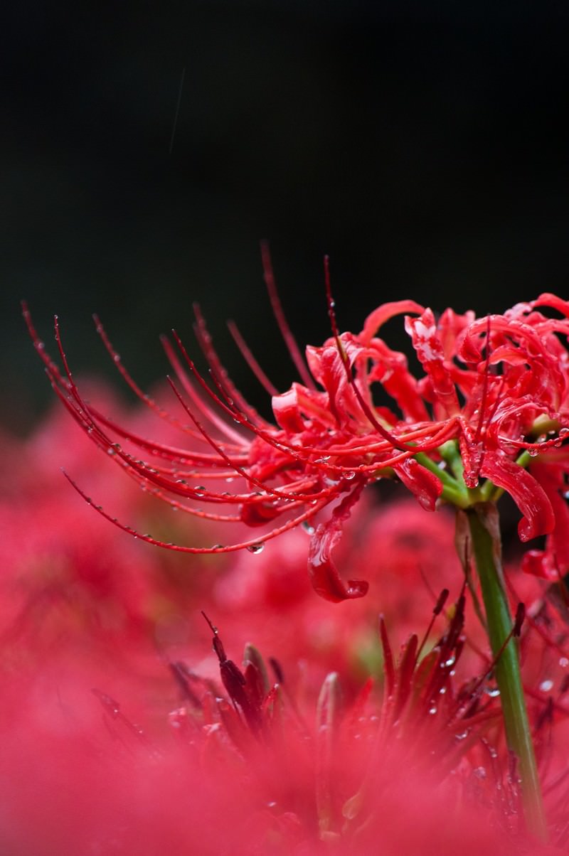 雨に濡れた赤い彼岸花の花弁に水滴が付着している