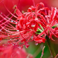 雨粒に濡れたヒガンバナのシャンデリア、秋の彼岸花の写真