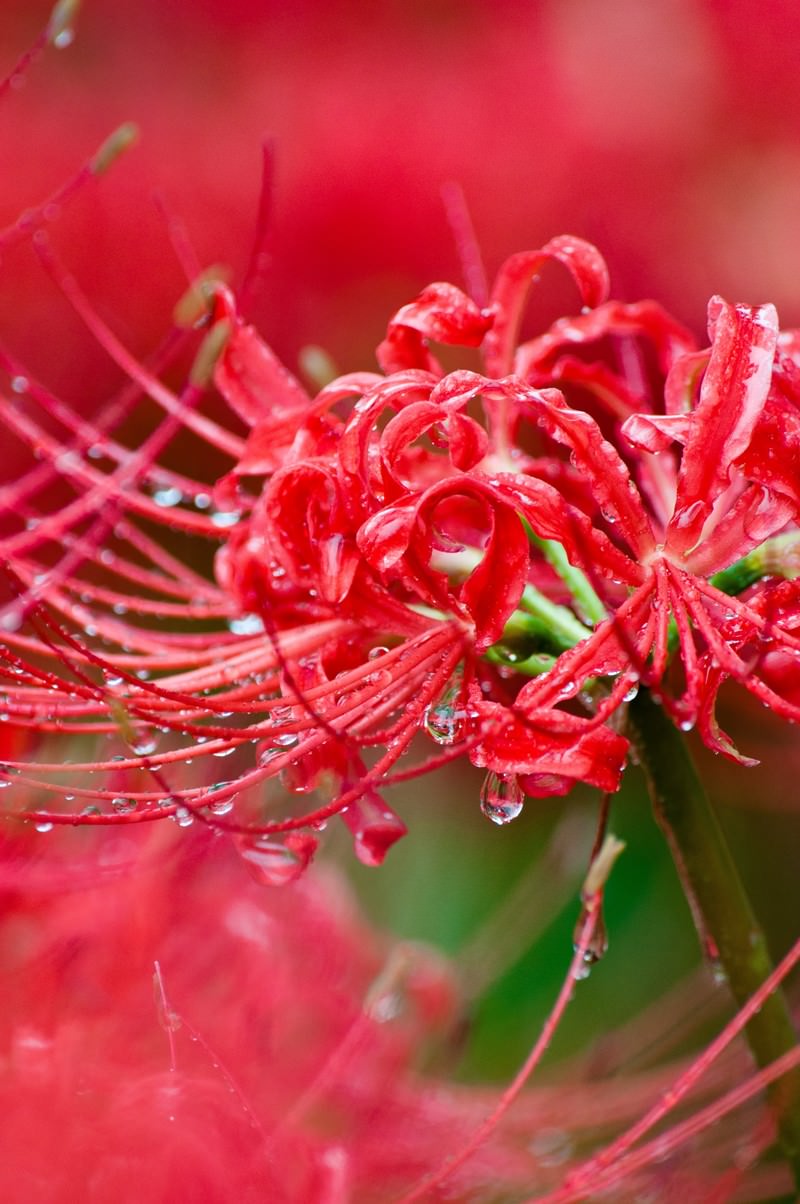 雨粒がついた赤いヒガンバナの花が複数密集して咲いている