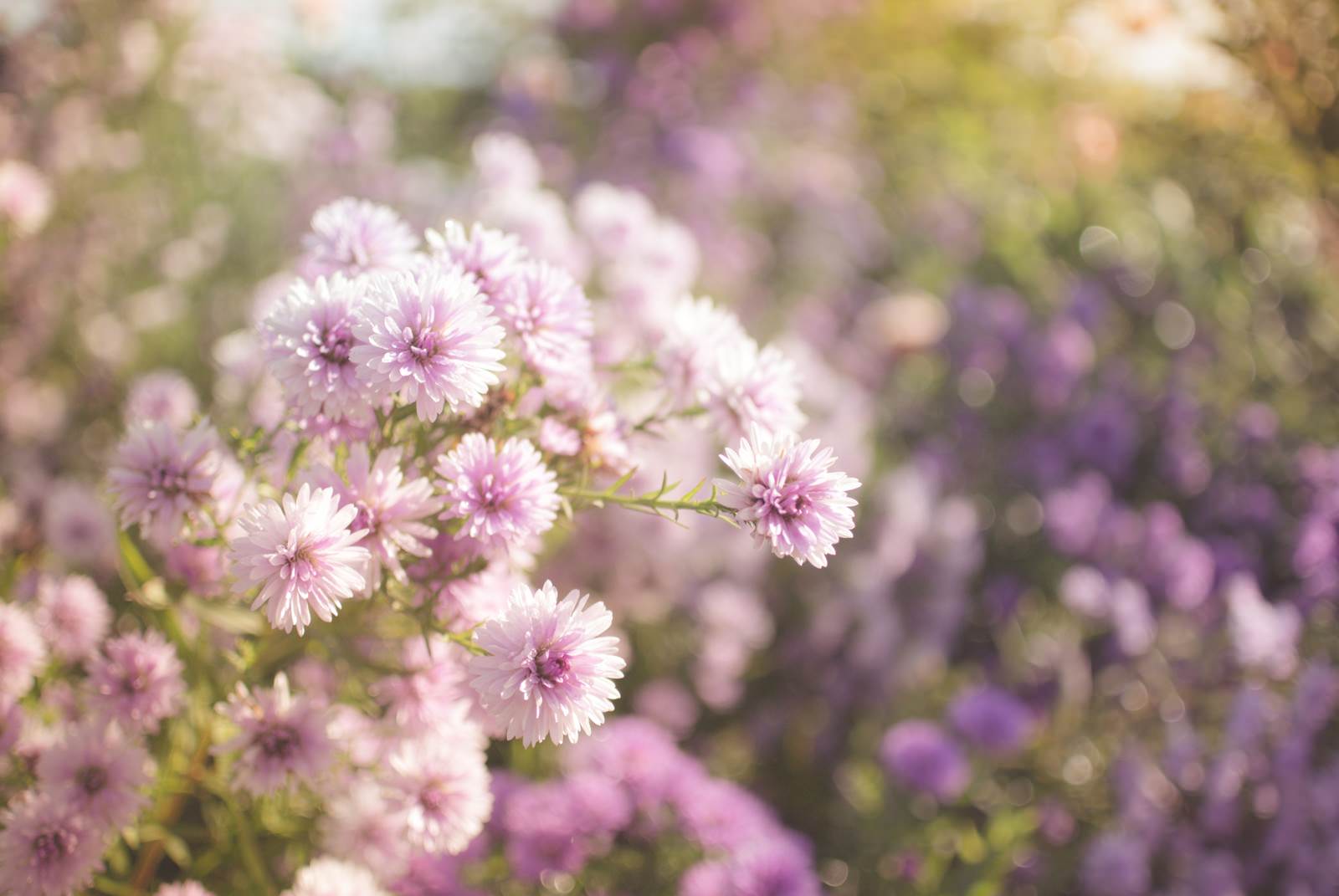 淡いピンク色の孔雀アスターの花が群生する庭園の写真
