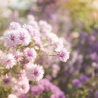 淡いピンク色に咲く孔雀アスターの八重咲きの花の写真