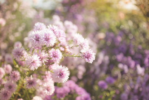 淡いピンク色に咲く孔雀アスターの八重咲きの花