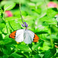 ツマベニチョウが紫色の花に止まる白とオレンジの蝶の写真