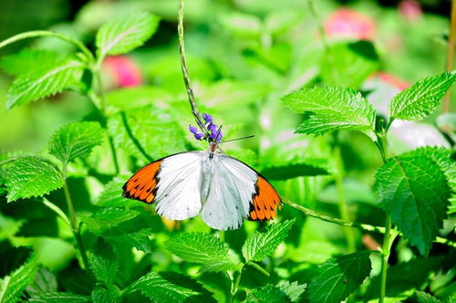 ツマベニチョウが紫色の花に止まる白とオレンジの蝶