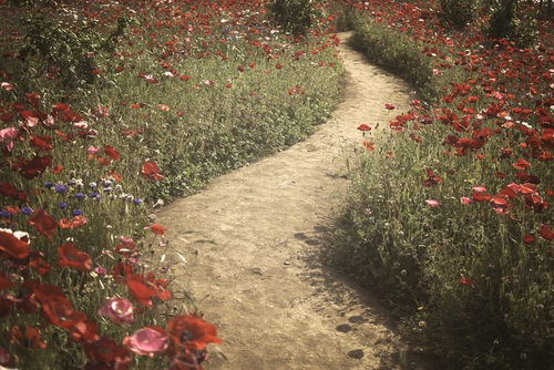 春の野原に広がるポピー畑と小道