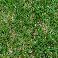 所々に枯れ草が混じる緑の芝生を真上から撮ったテクスチャーの写真