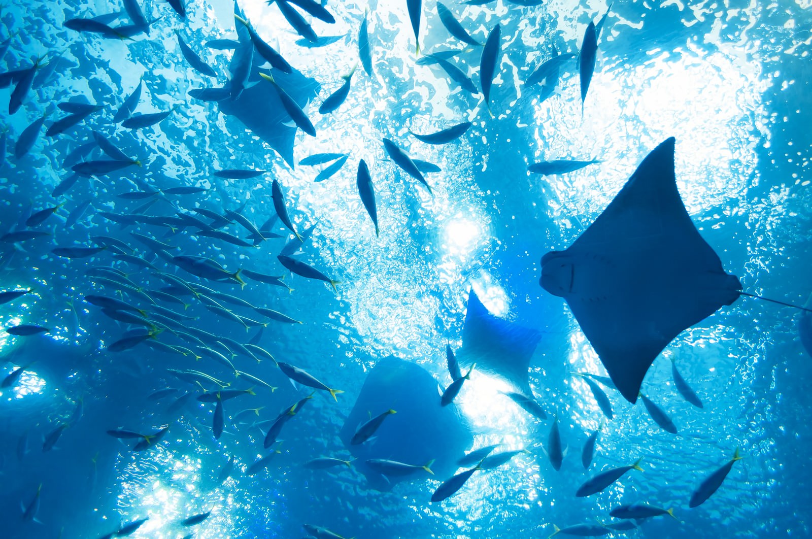 水族館の水槽で複数のエイと小魚の群れが水面に向かって泳いでいる