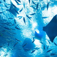 水中を泳ぐ魚の群れとエイを見上げた水族館の写真