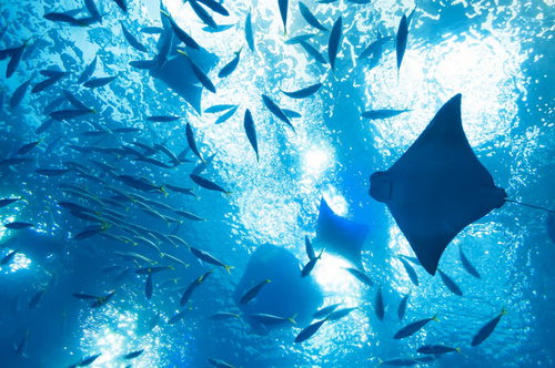水中を泳ぐ魚の群れとエイを見上げた水族館