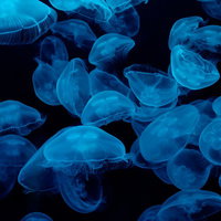暗い水中で青い光に照らされて漂う半透明のクラゲの写真