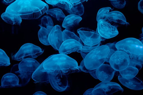 暗い水中で青い光に照らされて漂う半透明のクラゲ